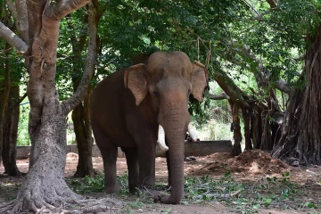 சட்டவிரோத மின்வேலியில் சிக்கி காட்டு யானைகள் உயிரிழப்பு