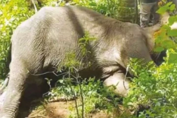 அதிகம் சாப்பிட்டதால் உயிரிழந்த காட்டு யானை! யானைக்கே இப்படி ஒரு சோகமா?