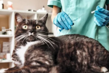 செல்ல பிராணிகளுக்கு கொரோனா தடுப்பூசி... உலக நாடுகள் ஆர்வம்..