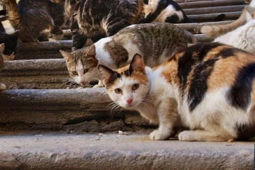 நாடொன்றில் பயங்கரம்!  எஜமானியையே உணவாக்கிய பூனைகள்