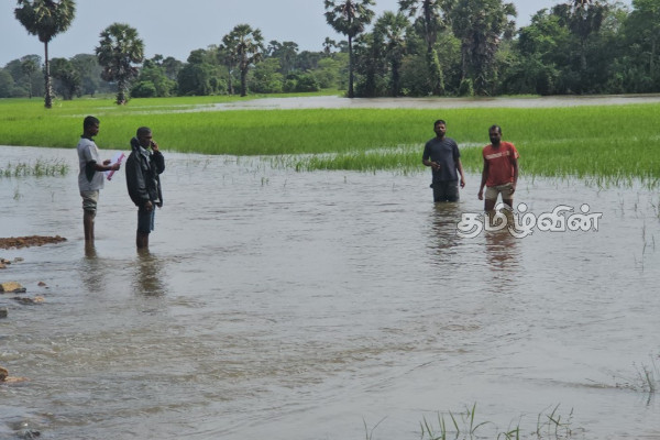 புதுக்குடியிருப்பு பகுதி வயல்வெளிகளில் ஆயிரம் ஏக்கர் வரை அழிவு | Thousand Acres Pudukkudiyiruppu Kalliyadi Fields புதுக்குடியிருப்பு பகுதி வயல்வெளிகளில் ஆயிரம் ஏக்கர் வரை அழிவு | Thousand Acres Pudukkudiyiruppu Kalliyadi Fields