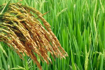 ​பெரும்போக நெல்விளைச்சல் போதுமானதாக இல்லை: விவசாயத் திணைக்களம்