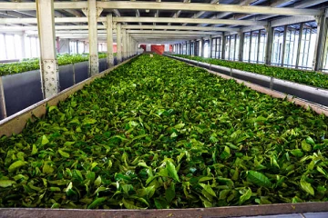 தேயிலைத் தொழிற்சாலைகள் மூடப்படும் அபாயம்: வெளியாகியுள்ள தகவல்