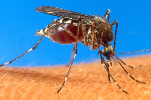 இலங்கையில் புதிய வகை நுளம்பு இனம் கண்டுபிடிப்பு | New Species Of Mosquito In Sri Lanka
