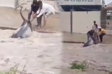 வெள்ளத்தில் அடித்துச் செல்லப்பட்ட காளை... இளைஞர் செய்த தரமான சம்பவம்