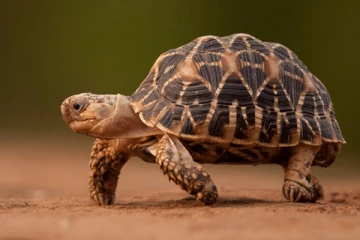 56 ஆண்டுகளுக்கு மேல் வாழும் ஆமைகள்... வியக்க வைக்கும் காரணம்!