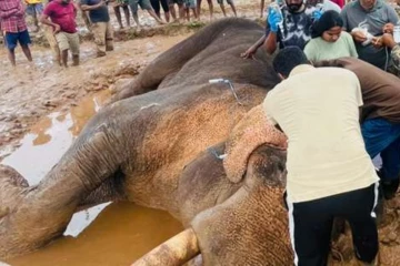''රටම ආදරය කළ කාවන්තිස්ස හස්තියාට සිදු වූයේ කුමක්ද?'' - මරණය ගැන විශේෂඥ කණ්ඩායමකින් පරීක්ෂණයක්