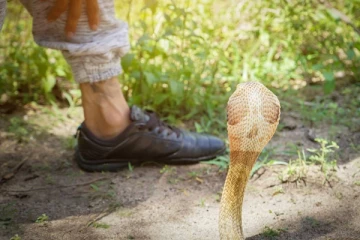 பாம்பு கடித்து உயிரிழந்த அண்ணனின் இறுதிச்சடங்கிற்கு வந்த தம்பி மரணம்! அடுத்தடுத்து நடந்த அதிர்ச்சி சம்பவம்