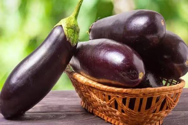 உடல் எடையை கட்டுக்குள் வைக்கும் பொடி கத்தரிக்காய் பொரியல்... எப்படி செய்வது? | Medicinal Benefits Of Brinjal And Tasty Fry Recipe உடல் எடையை கட்டுக்குள் வைக்கும் பொடி கத்தரிக்காய் பொரியல்... எப்படி செய்வது? | Medicinal Benefits Of Brinjal And Tasty Fry Recipe