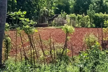 யாழில் இராணுவ கட்டுப்பாட்டில் உள்ள காணிகளை விடுவிக்க ரணில் உத்தரவு