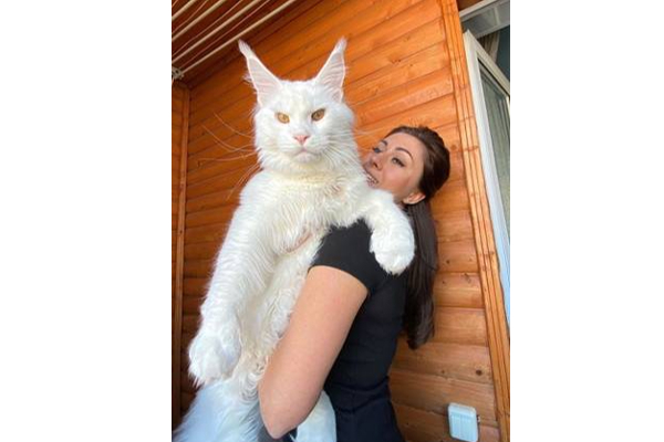 ஆத்தாடி இது தான் உலகின் மிகப்பெரிய பூனையா? இது என்ன செய்யும் தெரியுமா.. வைரல் புகைப்படம்! | World S Biggest Cat Is As Tall Viral Photos