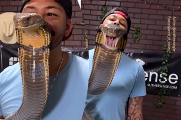 ராஜநாகத்திற்கு முத்தம் கொடுத்த நபர்... நொடிப்பொழுதில் உயிர் பயத்தை காட்டிய காட்சி