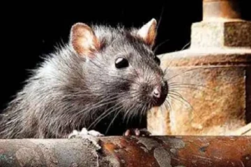 வடக்கில் உள்ள இந்த பகுதிகளில் எலிக்காய்ச்சல் பரவும் அபாயம்!