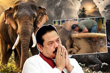 உயிரிழந்த உயரமான யானை - வைத்தியசாலையில் இருந்து கண்ணீர் சிந்திய மகிந்த