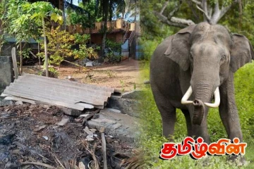 வவுனியா நகருக்குள் நுழைந்த யானை: உடமைகள் சேதம்