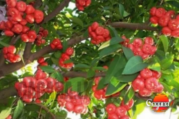 ජම්බු අඹ අසුබද ? මෙන්න අලුත්ම කතාව