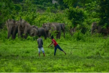 ஒரே இரவில் ஏழு ஏக்கர் நெற்பயிரை துவம்சம் செய்த யானைகள்!