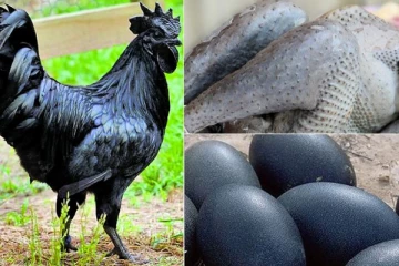 நோய் எதிர்ப்பு சக்தி மிக்க கறுப்பு இறைச்சி!