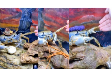 ‘Hand Shake’ செய்யும் அதிசய நண்டு: வைரலாகும் வீடியோ