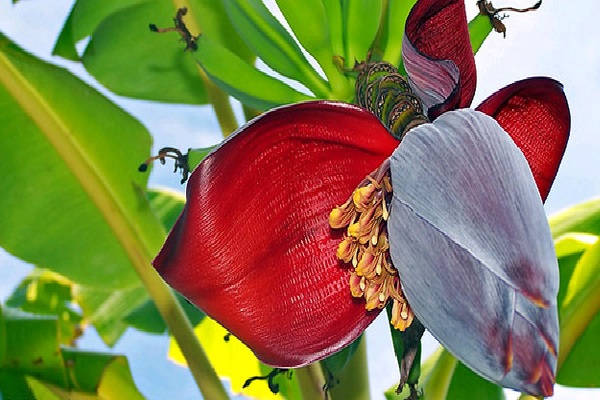 வாழைப்பூவில் இத்தனை நன்மைகளா..! | Banana Flower Is Good For Health