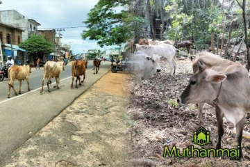 சம்மாந்துறையில் உலாவும் கட்டாக்காலி மாடுகள் : உரிமையாளர்களுக்கு விடுக்கப்பட்டுள்ள எச்சரிக்கை