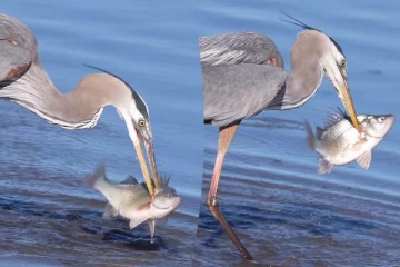 மூழ்கிய வேகத்தில் பிடிபட்ட ராட்சத மீன்! நொடியில் விழுங்கிய பறவையின் அதிர்ச்சி காட்சி