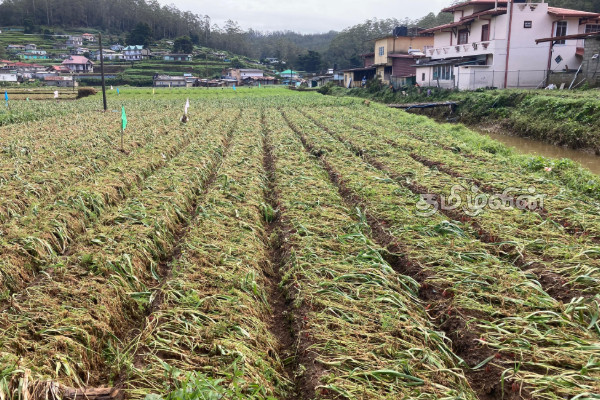 நுவரெலியா- கந்தப்பளையில் வெள்ளத்தால் மரக்கறிகள் அழிவு | Floods Destroy Vegetables In Nuwara Eliya நுவரெலியா- கந்தப்பளையில் வெள்ளத்தால் மரக்கறிகள் அழிவு | Floods Destroy Vegetables In Nuwara Eliya