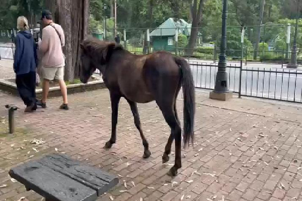 ஏலத்திற்கு வரப்போகும் வீதியில் உலாவரும் குதிரைகள் | Stray Ponies Ready To Be Auctioned