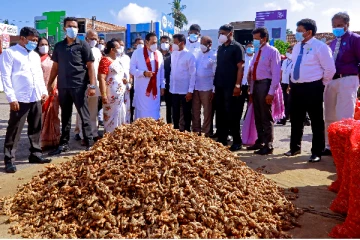 அம்பாந்தோட்டையில் பிரதமர் தலைமையில் மஞ்சள் அறுவடை கொள்முதல் (Photos)