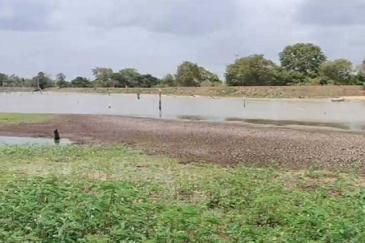 முதலியார் குளம் வற்றியதால் வாழ்வாதாரத்தை இழந்து தவிக்கும் மக்கள் | People Suffering Due Drying Mudaliar Pond