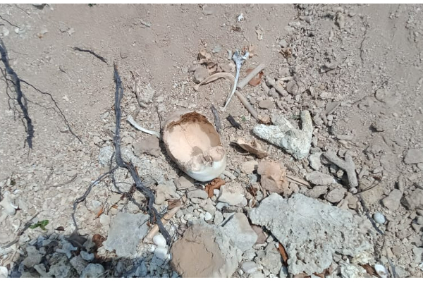 அனலைதீவு பகுதியில் மனித எலும்புக்கூடு மீட்பு (PHOTO) | Human Skeleton Recovery In The Anal Island