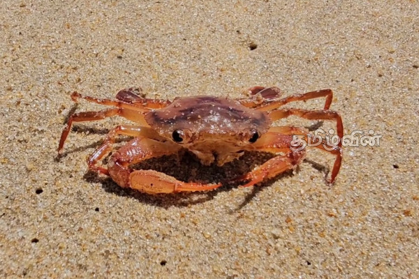 மட்டக்களப்பில் பல்லாயிரக்கணக்காக கரையொதுங்கும் சிவப்பு நிற நண்டுகள் | Red Crabs Wash Ashore In Batticaloa மட்டக்களப்பில் பல்லாயிரக்கணக்காக கரையொதுங்கும் சிவப்பு நிற நண்டுகள் | Red Crabs Wash Ashore In Batticaloa