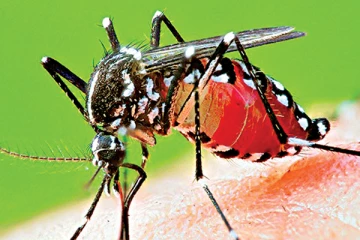 மீண்டும் வேகமெடுக்கும் டெங்கு நோய்ப் பரவல் : மேலும் நால்வர் பலி!