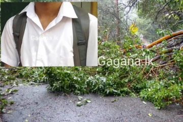 ගසක අත්තක් කඩා වැටීමෙන් තවත් පාසල් සිසුවෙක් මරුට..කිසිවෙකු නොසිතූ සංවේදී සිදුවීමක්..