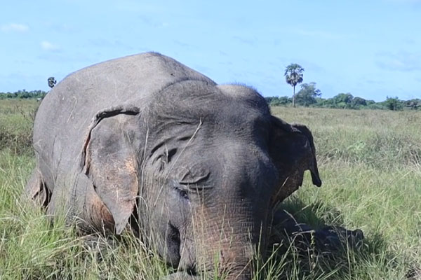 முல்லைத்தீவில் துப்பாக்கி சூட்டுக்கு இலக்காகி யானை உயிரிழப்பு | An Elephant Was Shot Dead In Mullaithivi