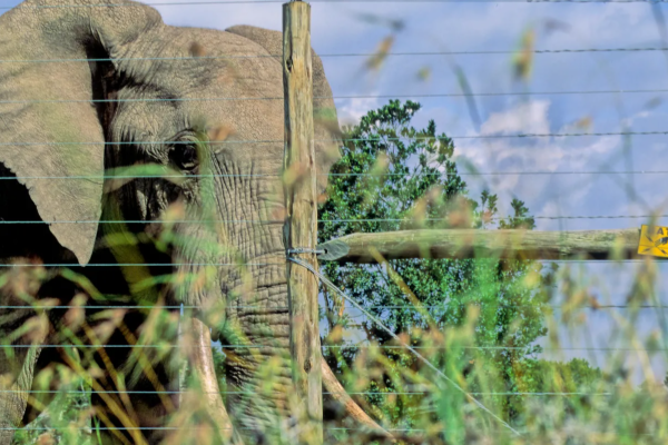 திருகோணமலையில் யானை மின்வேலிக்கு மக்கள் எதிர்ப்பு | People Protesting Against Elephant Electric Fence