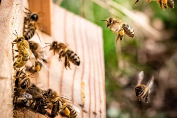 குளவி தாக்குதலால் 50 பேர்க்கு நேர்ந்த துயரம்