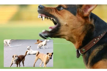 ஐதராபாத்தில் மீண்டும் தெருநாய் தாக்குதல்... - 4 வயது குழந்தை பலத்த காயம்... - அதிர்ச்சி சம்பவம்..!