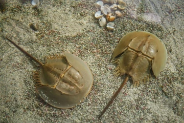 உலகின் விலை உயர்ந்த நண்டு ரத்தம் தெரியுமா? பலரும் அறியாத உண்மை