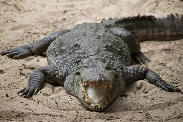 ஒரு வயது குழந்தையை உயிருடன் விழுங்கிய முதலை(Video)