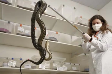 குளிர்ச்சியான இடங்களைத் தேடும் பாம்புகள்! ஆபத்தை அறிந்து கொள்ளுங்கள் மக்களே