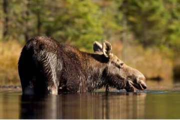 கனடாவில் மானை கொன்ற ஒருவருக்கு வழங்கப்பட்ட தண்டனை