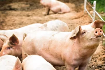 பெண்களை கொன்று பன்றிகளுக்கு இரையாக்கிய பண்ணையாளர் - பகீர் சம்பவம்!