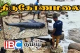 கடற்கரையில் இறந்த நிலையில் கரையொதுங்கிய டொல்பின்