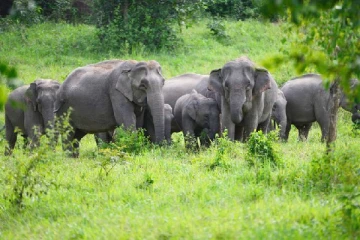 யானை வழித்தடங்கலில் குடியிருக்கும் மக்களை அப்புறப்படுத்துமாறு பணிப்பு