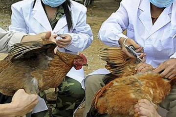 உலகின் புதிய வகை பறவை காய்ச்சல்! அடையாளம் காணப்பட்ட முதல் நபர்