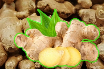 நாட்டில் சடுதியாக அதிகரித்துள்ள இஞ்சியின் விலை