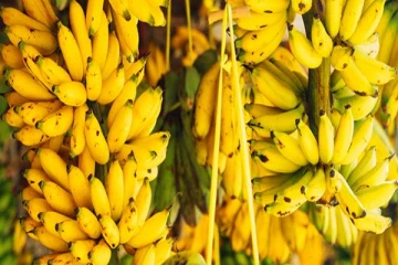 யாழ்ப்பாண வாழைப்பழங்களுக்கு வந்த மவுசு!
