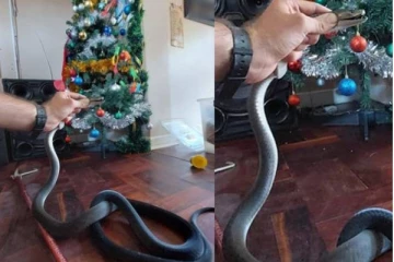 வீட்டின் கிறிஸ்துமஸ் மரத்தை உற்று பார்த்த குடும்பத்தாருக்கு ஏற்பட்ட அதிர்ச்சி! புகைப்படம்