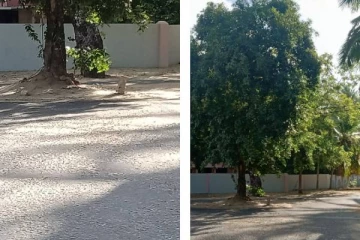 வட்டச் சந்தி அமைக்க மறந்து அழகிழந்து தனித்து நிற்கும் ஒரு மரம்